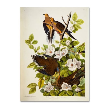 John James Audubon 'Carolina Turtledove' Canvas Art,14x19